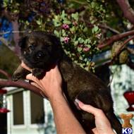 german shepherd puppy posted by Yosemite _Shepherds